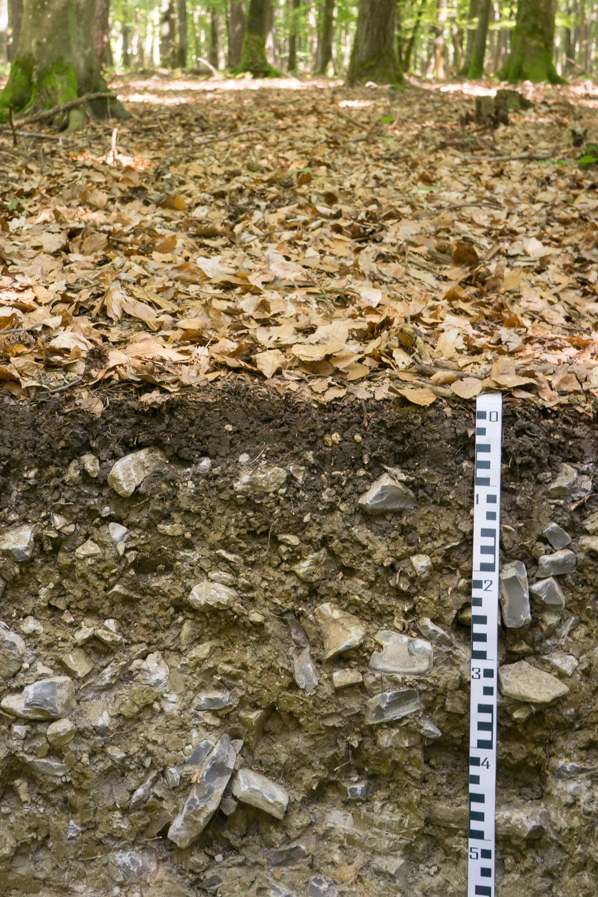 Bodenprofil mit schwarzweißem Maßband. Der ganze Boden enthält sehr viele helle Steine, die von graugelbem Feinboden umgeben sind. In der oberen Bildhälfte sieht man den laubbedeckten Waldboden und hinten viele Baumstämme.