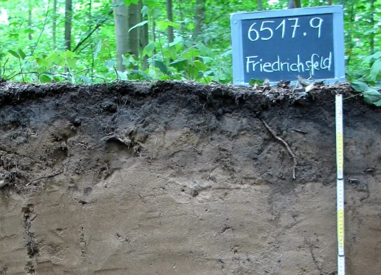 Oberster halber Meter eines Bodenprofils im Wald. Rechts oben steht eine Tafel mit Aufschrift. Rechts an der Wand ist ein Meterstab angebracht. Unter einem dunklen humosen Oberboden folgt hellbraunes Bodenmaterial.