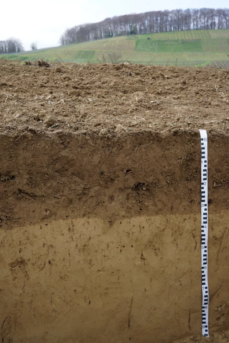 Das Foto zeigt ein Bodenprofil unter Acker. Der oberste Horizont ist etwa 35 cm mächtig und dunkelbraun. Der Horizont darunter ist heller.